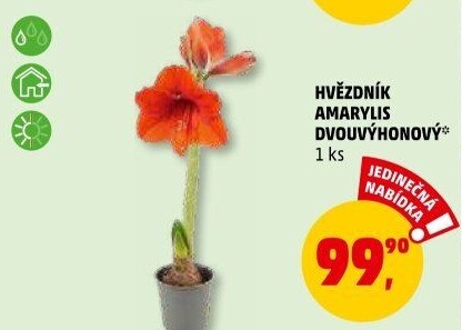 Amarylis - Hvězdník