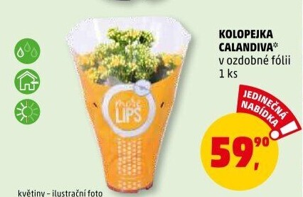 Kalanchoe - Kolopejka