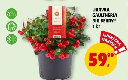 Libavka - Gaultheria