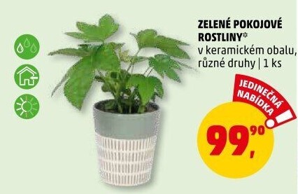 Mix zelených rostlin