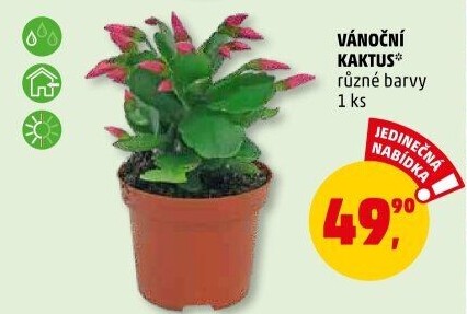 Vánoční kaktus - Schlumbergera