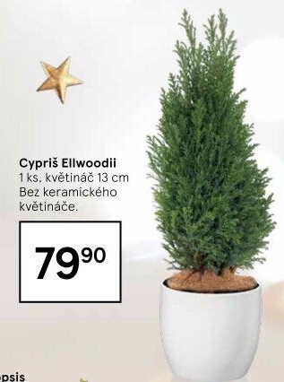 Cupressus - Cypřiš