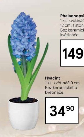 Hyacint