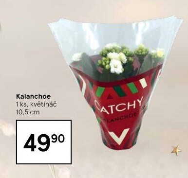 Kalanchoe - Kolopejka