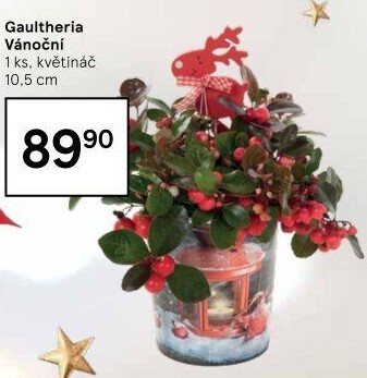 Libavka - Gaultheria