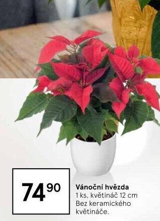 Vánoční hvězda