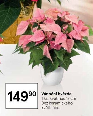 Vánoční hvězda