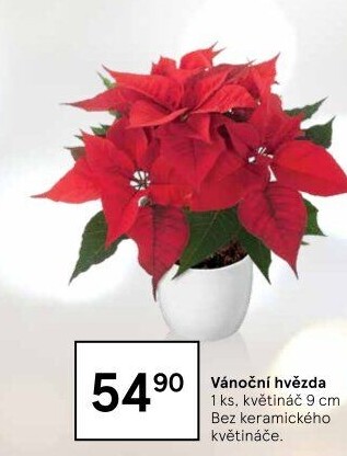 Vánoční hvězda
