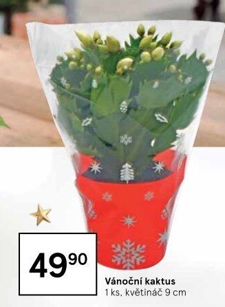 Vánoční kaktus - Schlumbergera