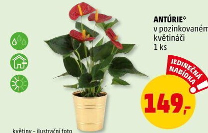 Anturie