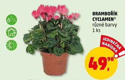 Cyclamen - Brambořík