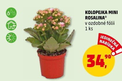 Kalanchoe - Kolopejka
