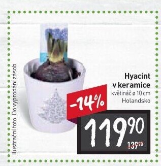 Hyacint