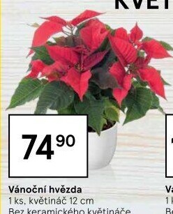 Vánoční hvězda