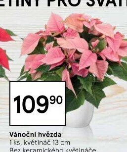 Vánoční hvězda