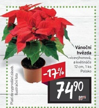Vánoční hvězda