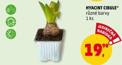 Hyacint