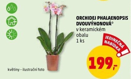 Orchidej