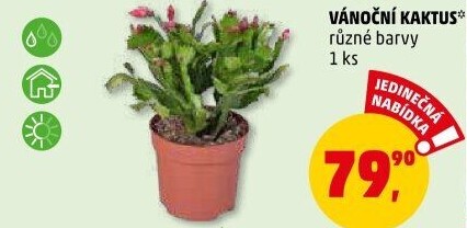 Vánoční kaktus - Schlumbergera