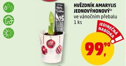 Amarylis - Hvězdník