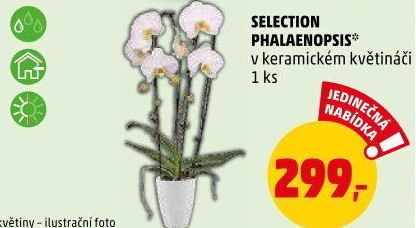 Orchidej