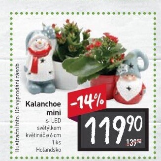 Kalanchoe - Kolopejka