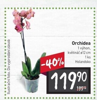 Orchidej