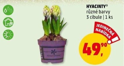 Hyacint