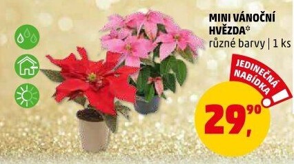 Vánoční hvězda