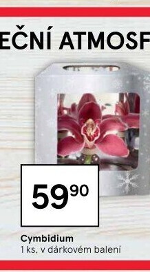Orchidej