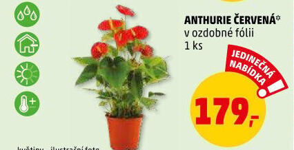 Anthurium - Toulitka
