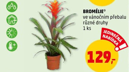 Bromelia