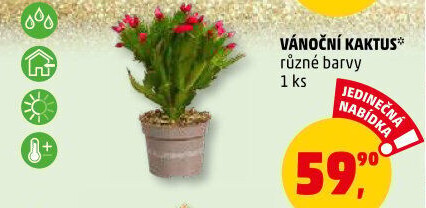 Vánoční kaktus - Schlumbergera