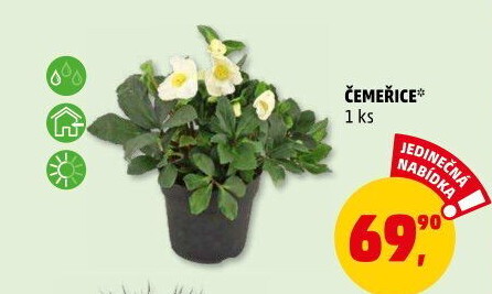 Čemeřice