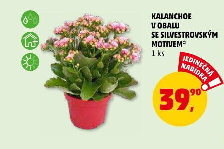 Kalanchoe - Kolopejka