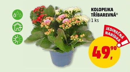 Kalanchoe - Kolopejka