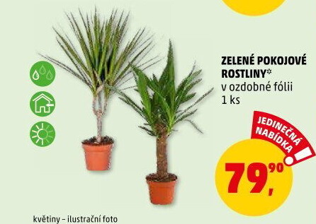 Pokojové rostliny