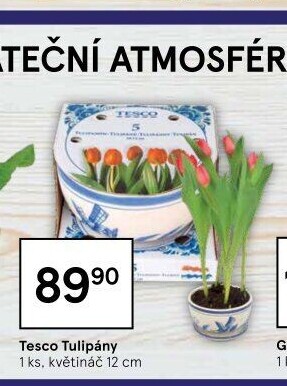 Tulipány Tesco