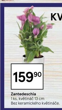 Zantedeschia - Kornoutovka