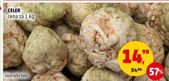 Celer bulva