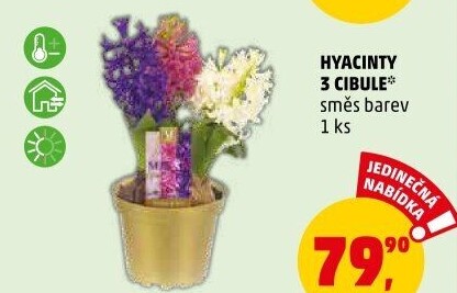 Hyacint
