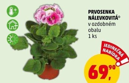 Primule - Petrklíč - Prvosenka
