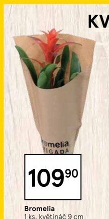 Bromelia