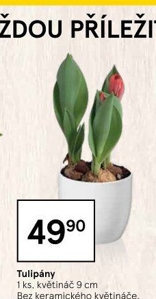 Tulipány