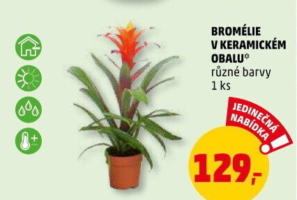 Bromelia