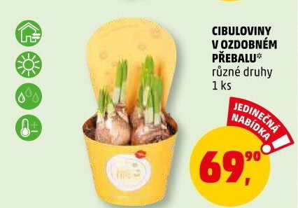 Cibulky květin - cibuloviny