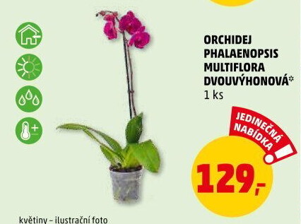 Orchidej