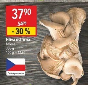 Hlíva ústřičná