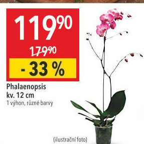 Orchidej