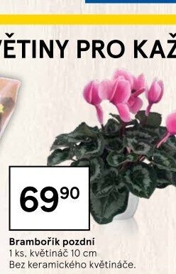 Cyclamen - Brambořík